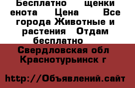 Бесплатно !!! щенки енота!! › Цена ­ 1 - Все города Животные и растения » Отдам бесплатно   . Свердловская обл.,Краснотурьинск г.